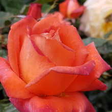 Smokey Joe-Rose Picture of Smokey Joe-Rose (4972)