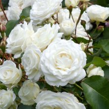 Snow Bunny Std 80cm-Rose Picture of Snow Bunny Std 80cm-Rose (29931)