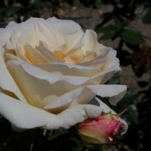 Picture of Snow Waltz Clg-Rose (4980)