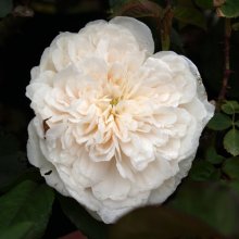 Picture of Sombreuil Clg-Rose (4986)