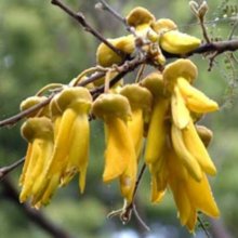 Sophora Godleyi Picture of Sophora Godleyi (11141)