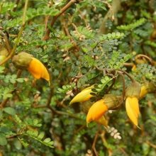 Sophora Little Baby Picture of Sophora Little Baby (5000)