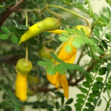 Sophora Microphylla Picture of Sophora Microphylla (4998)