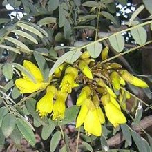 Sophora Sun King Picture of Sophora Sun King (4996)