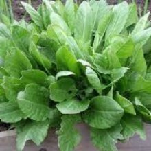 Sorrel Picture of Sorrel (8990)
