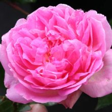 Picture of Souvenir De Louis Amade-Rose (5007)