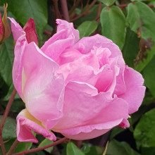 Picture of Souvenir de Mme Leonie Viennot Clg-Rose (5009)