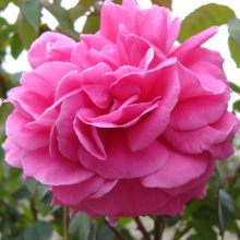 Picture of Souvenir de Monsieur Brueil-Rose (29355)