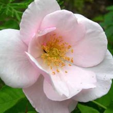 Picture of Souvenir de St Annes-Rose (5011)