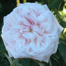 Picture of Souvenir de la Malmaison Clg -Rose (5006)