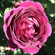 Picture of Souvenir du Docteur Jamain Clg-Rose (5012)