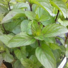Spearmint Picture of Spearmint (7474)