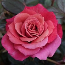 Special Birthday-Rose Picture of Special Birthday-Rose (30602)