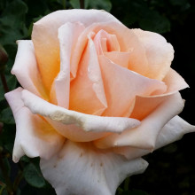 Special Occasion-Rose Picture of Special Occasion-Rose (5020)