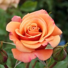 Speks Centennial-Rose Picture of Speks Centennial-Rose (5022)