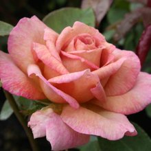 Spiced Coffee-Rose Picture of Spiced Coffee-Rose (5025)