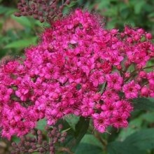 Spiraea Anthony Waterer Picture of Spiraea Anthony Waterer (10565)