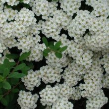 Spiraea Nipponica Snowmound Picture of Spiraea Nipponica Snowmound (5028)