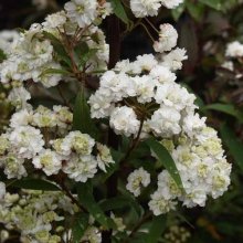 Spiraea Prunifolia Picture of Spiraea Prunifolia (6079)