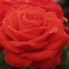 Spirit of Hope-Rose Picture of Spirit of Hope-Rose (5030)