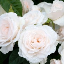 St Hildas Rose Std 80cm-Rose Picture of St Hildas Rose Std 80cm-Rose (30073)