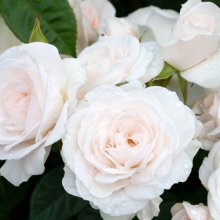 St Hildas Rose-Rose Picture of St Hildas Rose-Rose (29399)