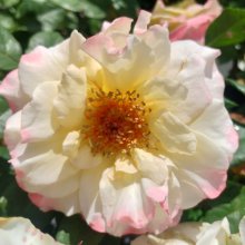 St Margarets Gold-Rose Picture of St Margarets Gold-Rose (30604)
