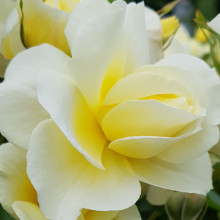 St Marys Rose Std 45cm-Rose Picture of St Marys Rose Std 45cm-Rose (10840)