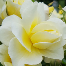 St Marys Rose Std 80cm-Rose Picture of St Marys Rose Std 80cm-Rose (10836)