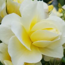 St Marys Rose-Rose Picture of St Marys Rose-Rose (9500)