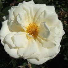 St Pauls Cathedral-Rose Picture of St Pauls Cathedral-Rose (5038)