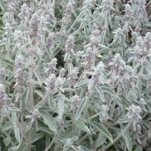 Stachys Lanata Picture of Stachys Lanata (9735)