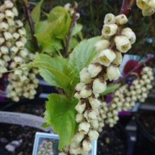 Stachyurus Praecox Picture of Stachyurus Praecox (5045)