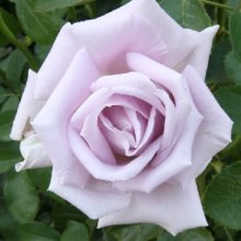 Starlight-Rose Picture of Starlight-Rose (7860)