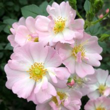 Starry Sky-Rose Picture of Starry Sky-Rose (30902)