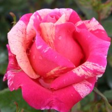 Strawberries and Cream-Rose Picture of Strawberries and Cream-Rose (5058)