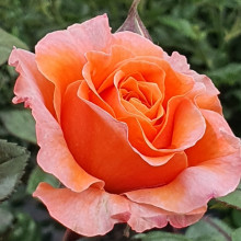 Strawberry Blonde-Rose Picture of Strawberry Blonde-Rose (11805)