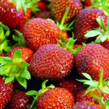 Picture of Strawberry Camarosa Bundles of 10 (7268)