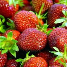 Picture of Strawberry Camarosa (8831)