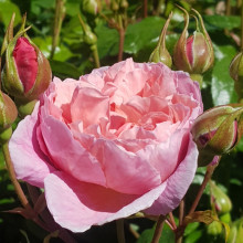 Strawberry Hill-Rose Picture of Strawberry Hill-Rose (6327)