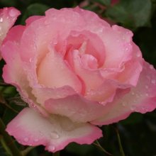 Strawberry Ice-Rose Picture of Strawberry Ice-Rose (5059)