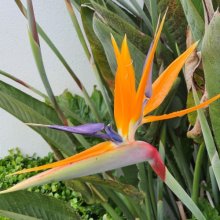 Strelitzia Reginae Picture of Strelitzia Reginae (5062)
