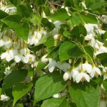 Styrax Japonica Picture of Styrax Japonica (5066)