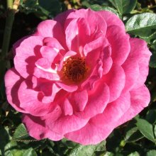 Picture of Sugar Plum Clg-Rose (5071)