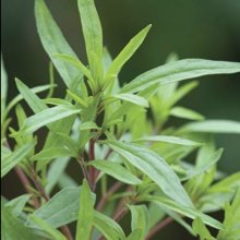 Summer Savory Picture of Summer Savory (11765)