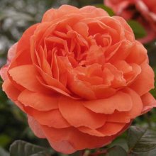 Summer Song-Rose Picture of Summer Song-Rose (6004)