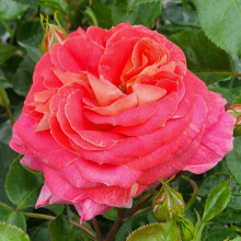 Summer Sun Std 80cm-Rose Picture of Summer Sun Std 80cm-Rose (30190)