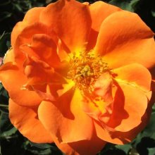 Picture of Sundancer Clg-Rose (5849)