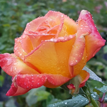 Sunline-Rose Picture of Sunline-Rose (6261)