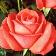 Super Star-Rose Picture of Super Star-Rose (5083)